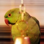 Jakey The Parrot